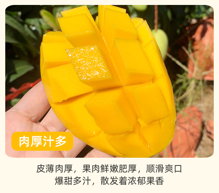 海南 金煌芒芒果 净重8斤 图3