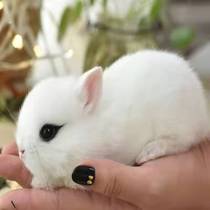Dwarf rabbit living mini small length small pineal tea cup rabbit coeared rabbit child gift pet rabbit living things