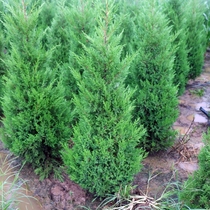Evergreen pine and cypress saplings arborvitae saplings hinoki cypress juniper pine pagoda pagoda pine dragon and cypress Qingming greening