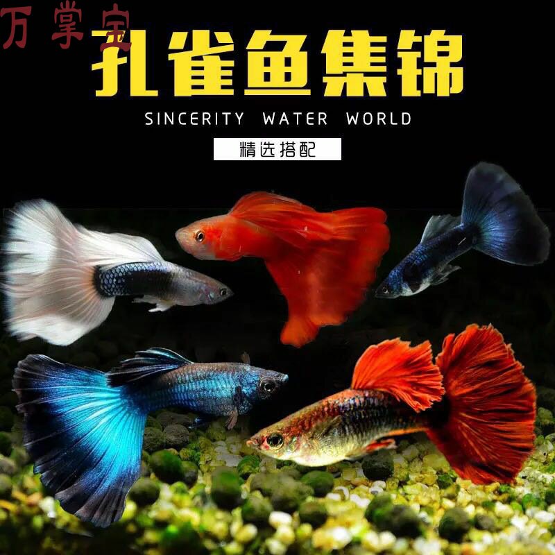 Guppy Live phoenix tail small fry Pet Purebred small viviparous tropical ornamental fish