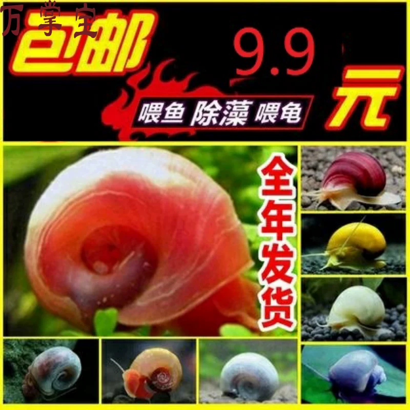 Apple, aquarium, golden zebra, from Malaysia, King Kong