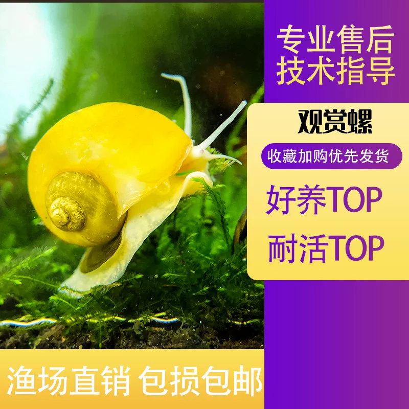 Apple, aquarium, golden zebra, from Malaysia, King Kong