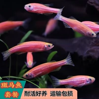 Fortune Fish Color Fish Hybrid Live Fish Seartings Декоративная рыба для жизни зебры Fresh Aquarium