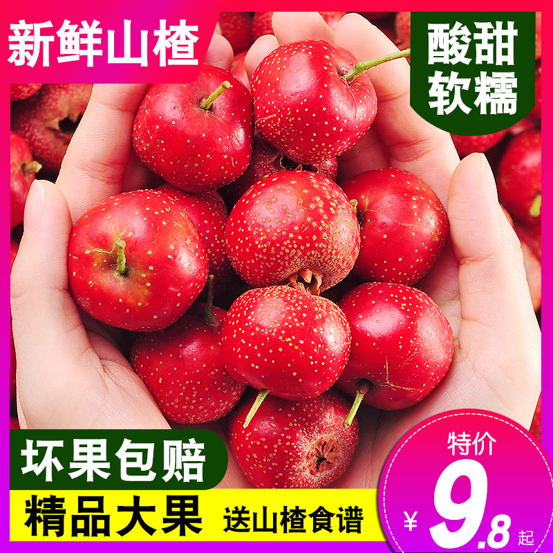 Fresh Hawthorn Fruit 5 Catty Hawthorn Fresh Fruit Mountain Ripened Red Fruits Wholesale Fresh Large Mountain Cha Dried Slices Icing Sugar Hyacinth With-Taobao