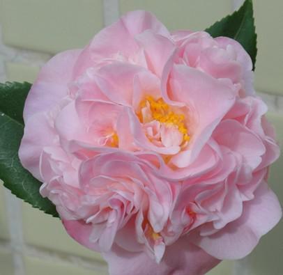 My sweet sweet princess camellia seedlings pot is suitable for indoor and is suing with green plant flower buds fragrance quality goods bag mail y