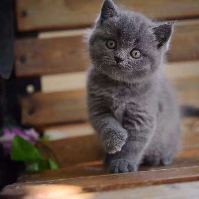 Pet Kitty Living Infant Cat British Short Hairy Cat British Short Blue Cat Orange Eyed Species Public Pure Breed Cat CCFA Shanghai Cat House