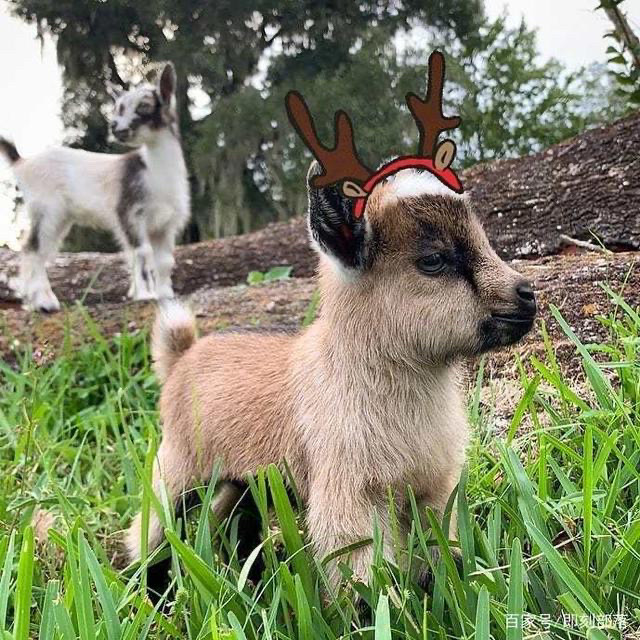 侏儒小羊：迷你宠物界的萌宠新星！🐑 -其它宠物-淘宝百科网