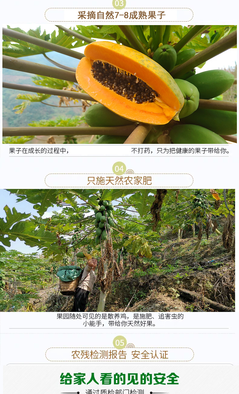 青孖集 云南红心牛奶木瓜 现摘现发 10斤 图5
