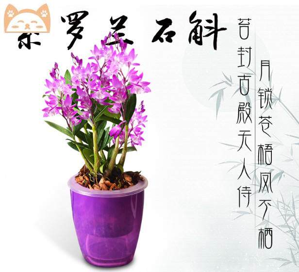 Autumn dendrobium orchid with flower plant green plant flower European and American style mini exotic purple stone touch orchid potted plant