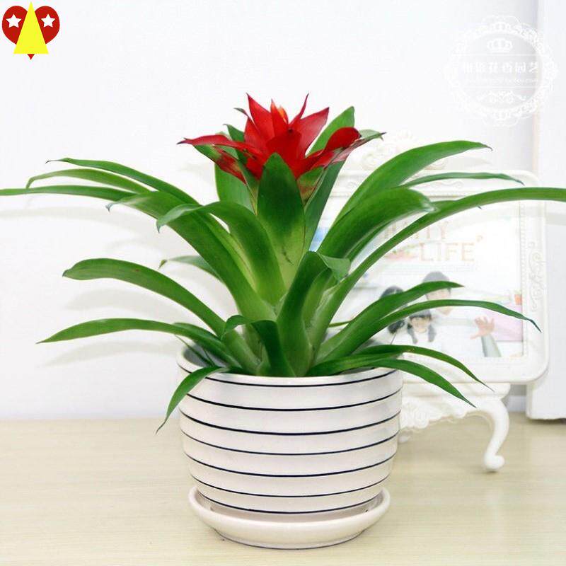 Fortune tree good luck simulation plant simulation potted plastic fake flower decoration living room home small flower potted plant