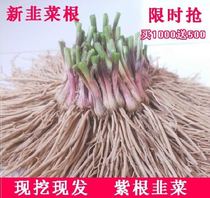 Farmhouse red root leeks root purple root small fine leaves cilantro leeks root leeks Leeks Roots Now Dig four seasons to grow