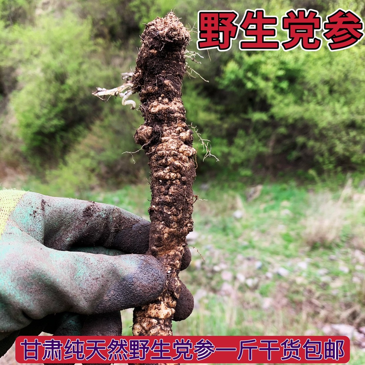 Wild-donopsis Gansu pure natural wild donopsis 500g gram bag without adding sulphur-free natural sun drying