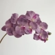 10 Phalaenopsis (Purple).
