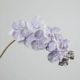 10 Phalaenopsis (синий и фиолетовый) единственная поддержка