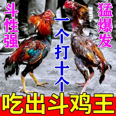 王斗鸡宠物用品专店