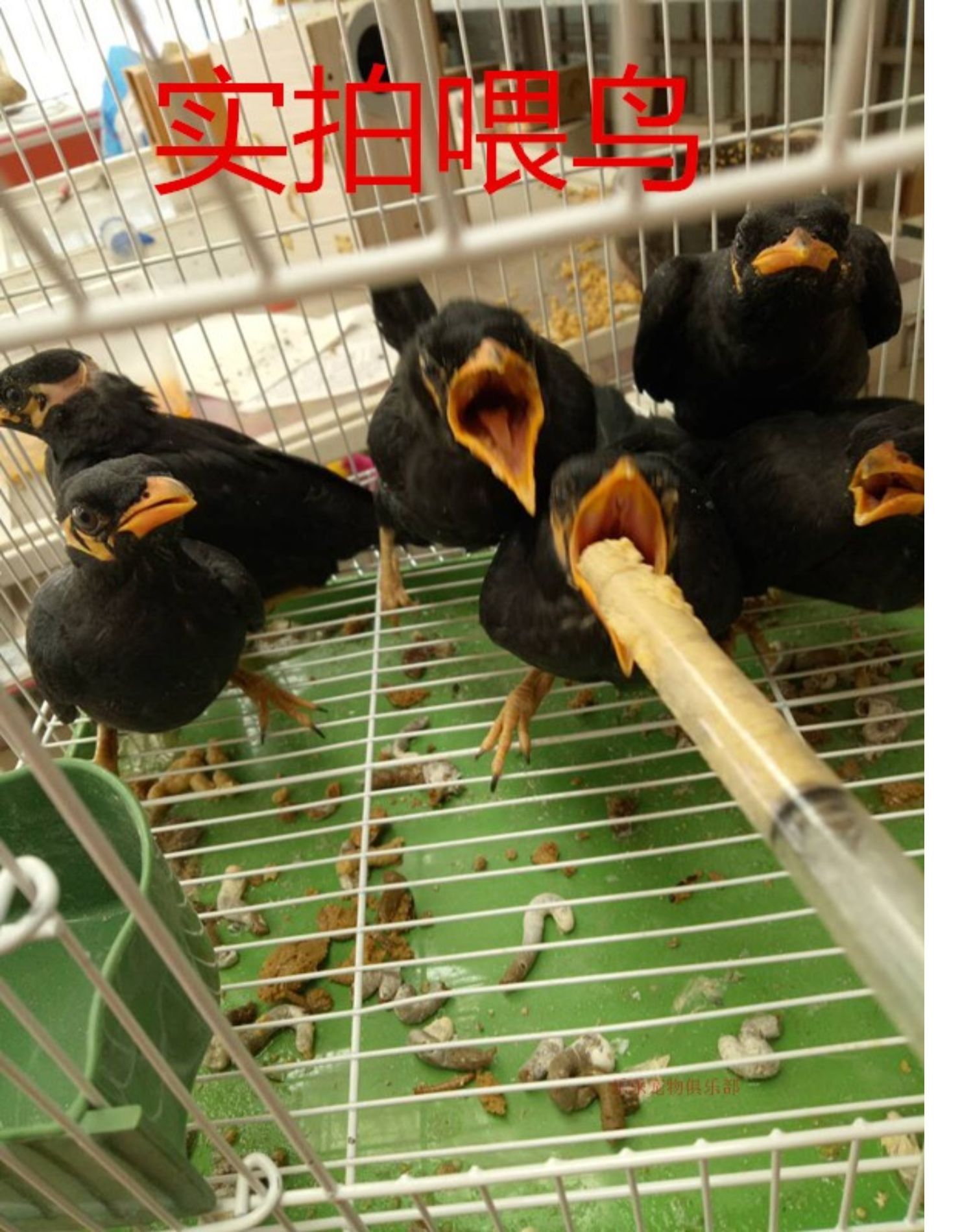 Hướng dẫn sử dụng chim con chim ăn chim con cho con bú nhựa kim chim chim cung cấp thuốc - Chim & Chăm sóc chim Supplies lồng chim avi