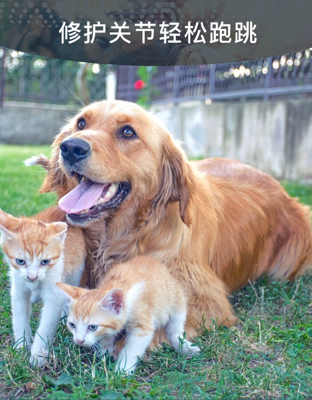 Chó cá mập chondroitin chăm sóc sức khỏe xương thú cưng chó lớn và chó con chó tha mồi vàng mèo sửa chữa sản phẩm chăm sóc sức khỏe - Cat / Dog Health bổ sung