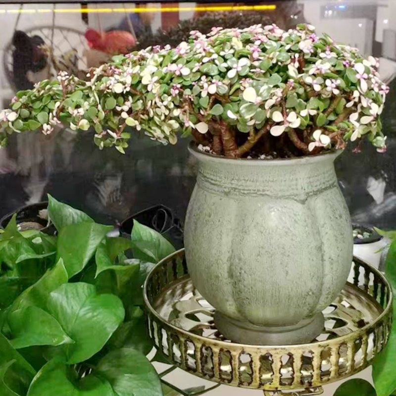 Large super - Large diameter money plant jasmine by high mage much flesh POTS ceramic basin of the old running in the office