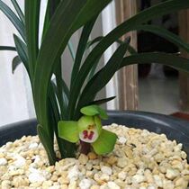 Special vegetable stone clearing for trace elements of breathable elements with breathable bark for orchids