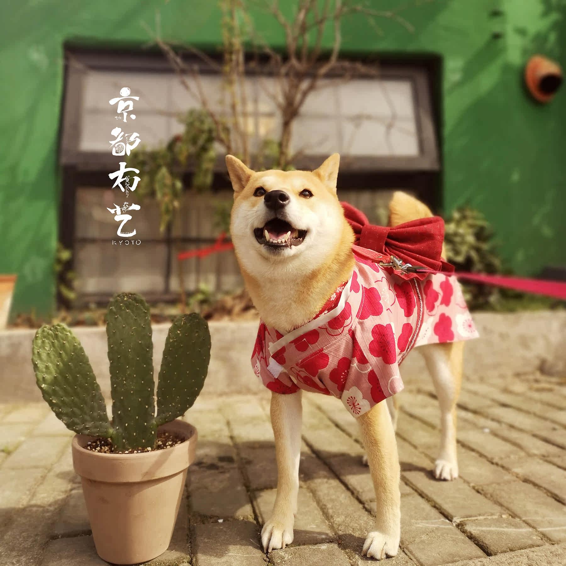 京都布艺小樱花狗狗和服宠物和服原创设计日本进口柴犬泰迪柯基
