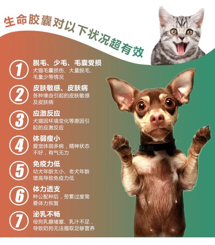 [Tháng rưỡi] Tiger Yang viên nang trứng rùa nổ Dan pet pet chim cút trứng chó mang thai mèo cái dinh dưỡng - Cat / Dog Health bổ sung