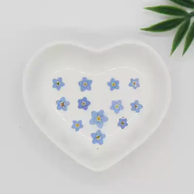 Forget-me-not flowers, real flowers, dried flowers, embossed plant specimens, teaching children's handmade bookmarks, photo frames, gem pieces, stickers