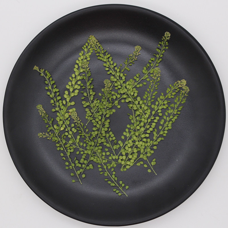 Solitary dish Bean bean leaf pressed flower specimen photo frame card candle mobile phone protective shell glue dry flower DIY handmade material package