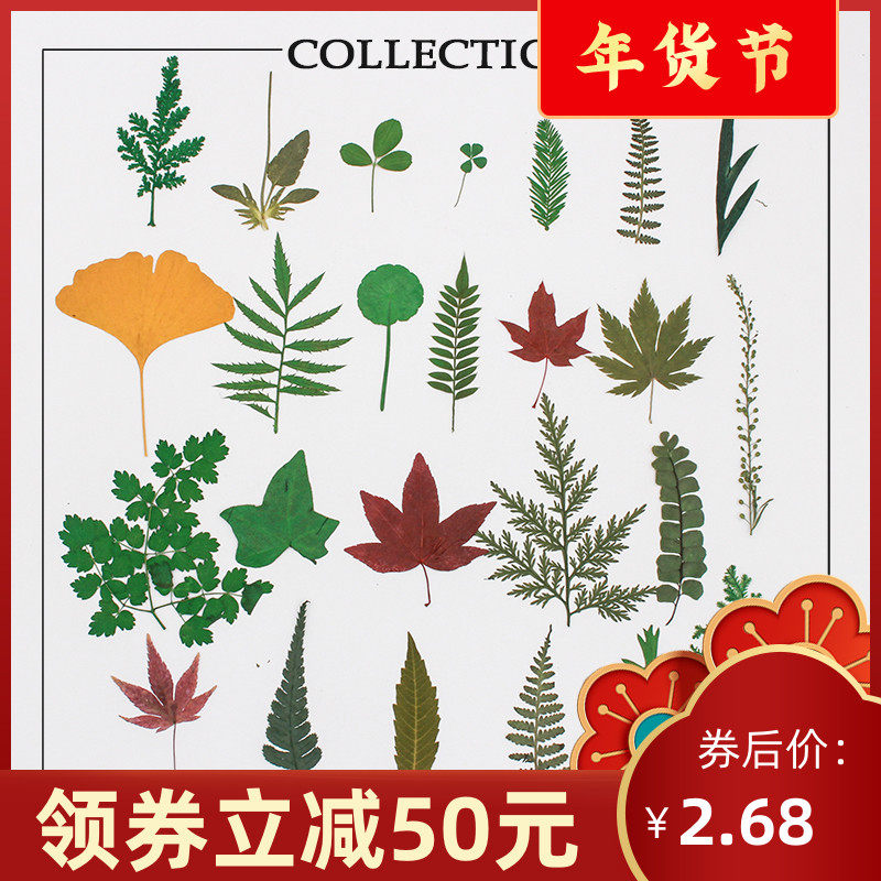 True leaves collection plant specimen dry flower Flower Flower glue mobile phone Protective case photo frame aromatherapy candle hand activity material
