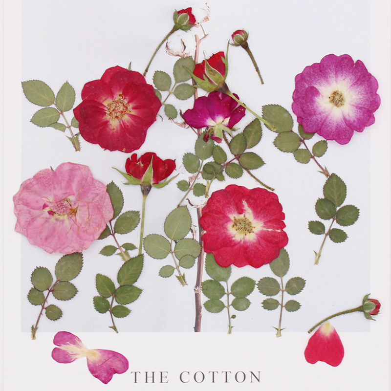 Broccoli West House Rose Collection Moon Season Real Flowers Leafy dried flower embossed specimen DIY handmade drop glue candle photo frame