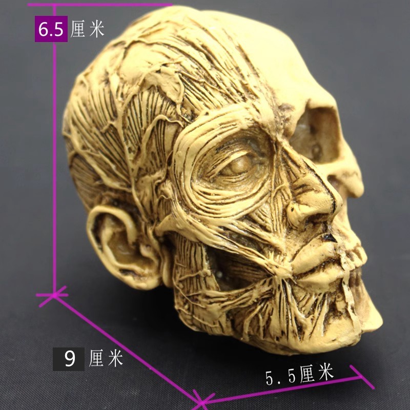 Art With Human Skull Model Musculoskeletal Skull skull Skull Skull Painting Reference Chest of Anatomical Fine Art Sketching Medical Teaching Models-Taobao