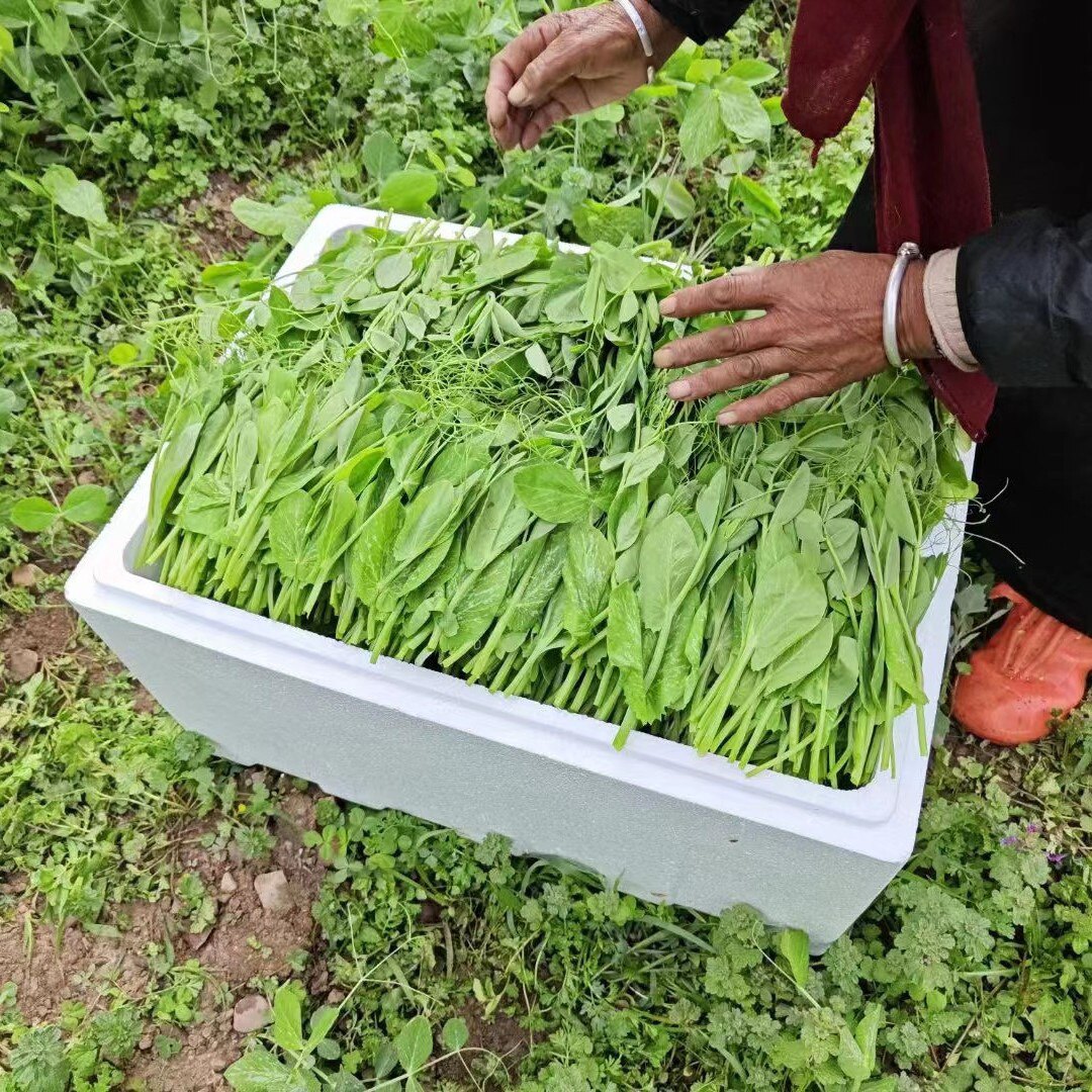 接商用豌豆尖全年供应链不断货