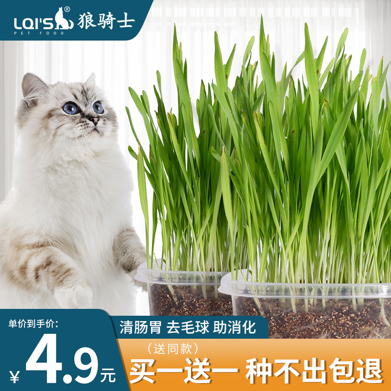 Cat Grass Wheat Seed Seeds Hydropony potted sloppy cat mint snacks to defied woolen flakes have been planted with good kitty supplies