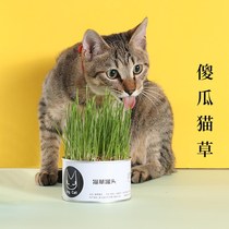Cat Grass Canning Wool Jersey Cat Snacks Soilless Cultivation To Hair Balls Pet Supplies