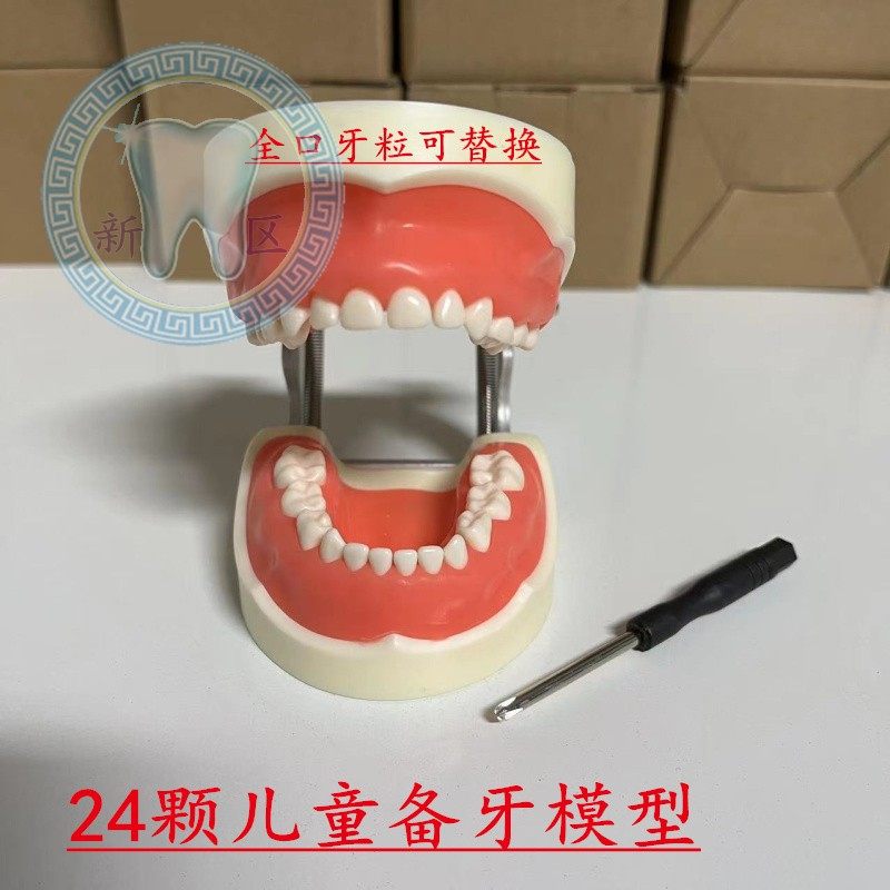 牙科24颗儿童备牙模型 练习窝洞制备乳牙牙粒可拆卸可更换 软牙龈
