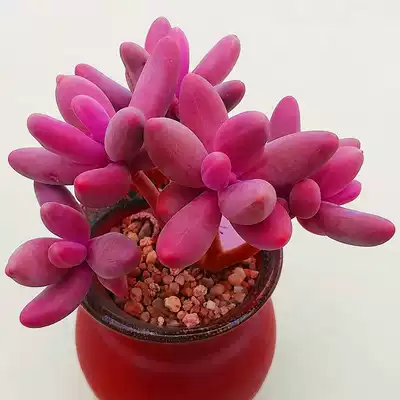 多肉植物富士稀有贵货品种一物一拍多年生伏地魔三色堇出锦多肉