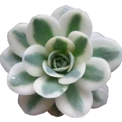 多肉植物富士稀有贵货品种一物一拍多年生伏地魔三色堇出锦多肉