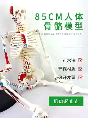 Muscle logo model medical teaching 85cm human bone model simulation crest column anatomical structure organ toy