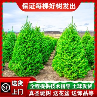 Real christmas tree real tree live spruce 2025 new christmas decoration home potted real pine nobel pine
