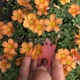 5 -я магма смешанный мяч