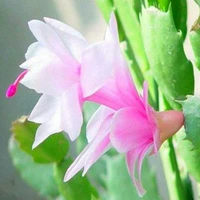 Bailu 10 деревьев не горшок