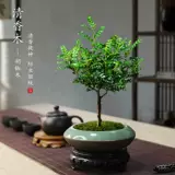 Цинсианский деревянный горшечный комната в крытом пурпурном песке маленький бонсай, летний комар