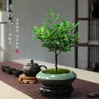 Цинсианский деревянный горшечный комната в крытом пурпурном песке маленький бонсай, летний комар