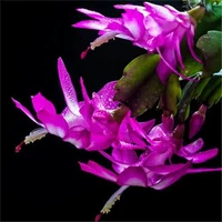 Purple Moon 10 деревьев без кастрюли