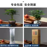 Цинсианский деревянный горшечный комната в крытом пурпурном песке маленький бонсай, летний комар