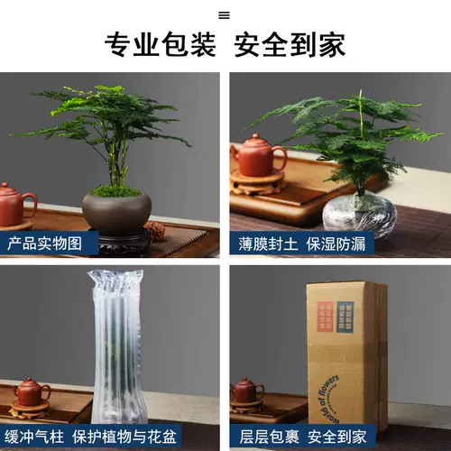 Цинсианский деревянный горшечный комната в крытом пурпурном песке маленький бонсай, летний комар