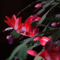 10 красных кранов не в горшках