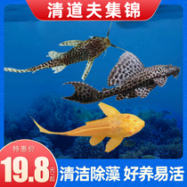 Scavenger fish tank cleaners watch tropical fresh water cold water specialize in shit waste feces cleaning up algae residual baits