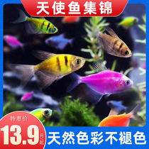 Small Tropical Ornamental Fish Seven Colorful Fish Lemon Zest Apple Angel Fish Lemon Green Tiger Blue Sky Make New Hand Fish