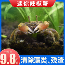 Mini crab chilli crab ornamental crab can be mixed with light corfish peacock fish and shrimp zebra fish mixed with vortices except algae