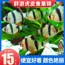 Tropical Fish Ornamental Fish Living Fish Group Tours Fish Tiger Leather Fish Green Tiger Leather Blue Tiger Leather Gold Tiger Leather Four Tiger Fish Easy To Live